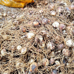 Equinox Flower bulb for planting