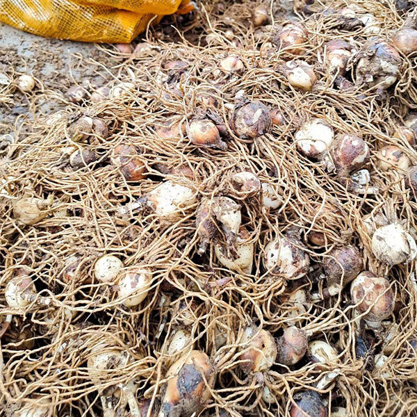 Equinox Flower bulb for planting