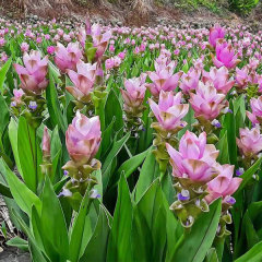 Curcuma alismatifolia bulb for planting
