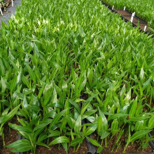 Ravenala madagascariensis seeds 1kg