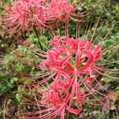 Equinox Flower bulb for planting