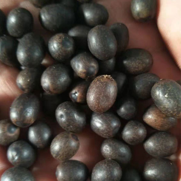 Canna indica seeds 1kg