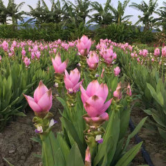 Curcuma alismatifolia bulb for planting