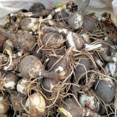 Zephyranthes grandiflora bulb for planting