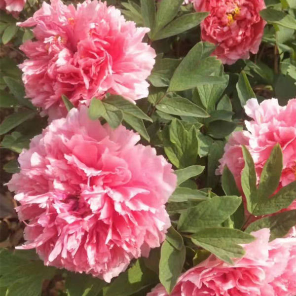 Peony bulb for planting