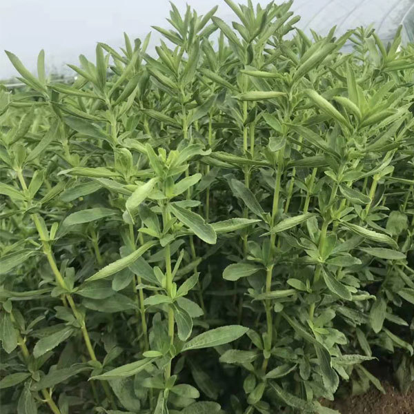 Stevia seeds 1kg