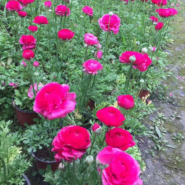 ranunculus asiaticus bulb for planting
