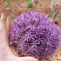 Allium giganteum bulb for planting