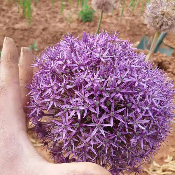Allium giganteum bulb for planting