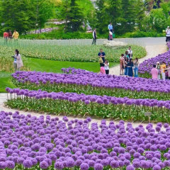 Allium giganteum bulb for planting