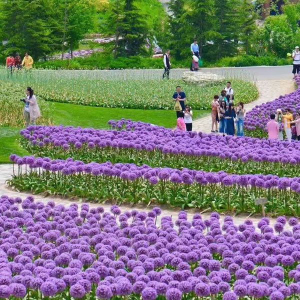 Allium giganteum bulb for planting