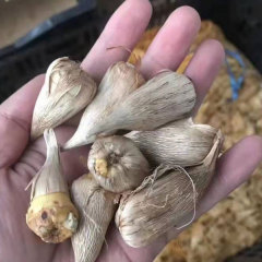 common freesia bulb for planting