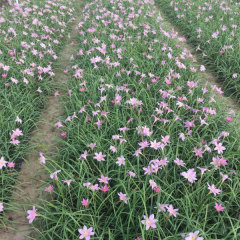 Zephyranthes grandiflora bulb for planting