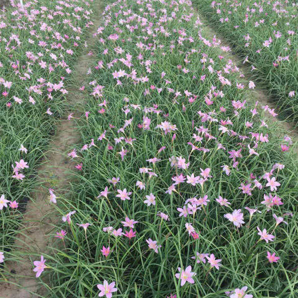 Zephyranthes grandiflora bulb for planting