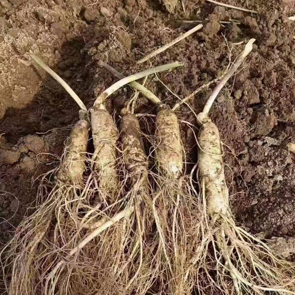 Ginseng seeds 1kg
