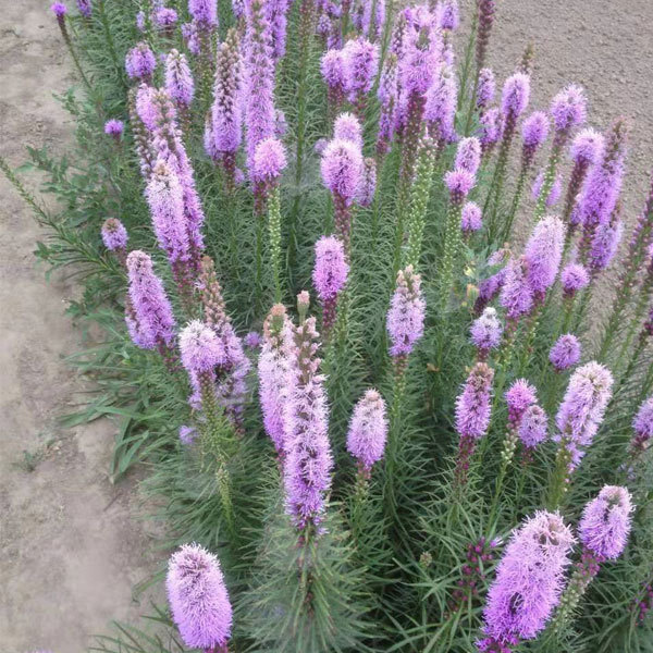 Liatris bulb for planting