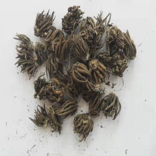 ranunculus asiaticus bulb for planting