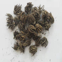ranunculus asiaticus bulb for planting