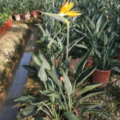 Strelitzia reginae seeds/Strelitzia nicolai seeds