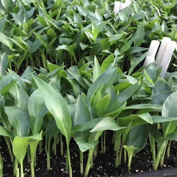 Strelitzia reginae seeds/Strelitzia nicolai seeds