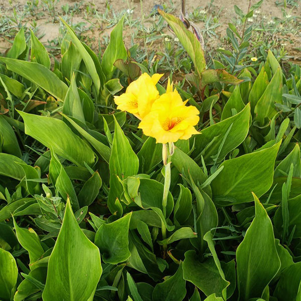 Canna indica seeds 1kg