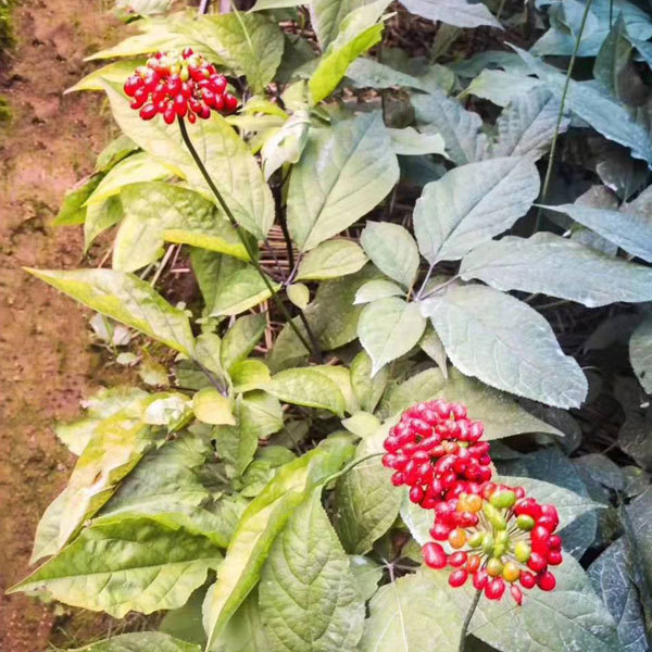 Ginseng seeds 1kg