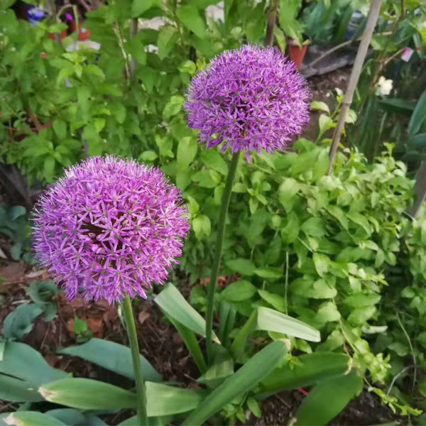 Allium giganteum bulb for planting