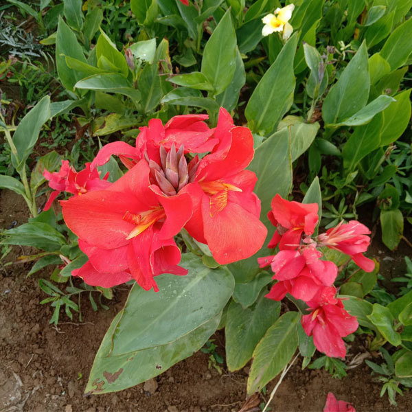 Canna indica seeds 1kg