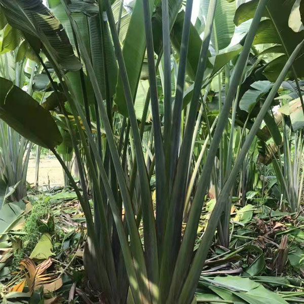 Ravenala madagascariensis seeds 1kg