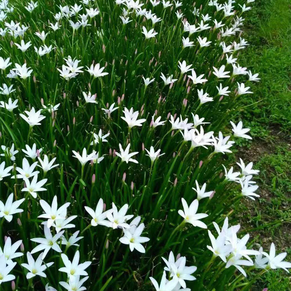 Zephyranthes grandiflora bulb for planting