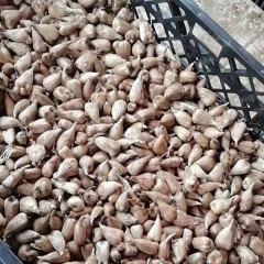 common freesia bulb for planting