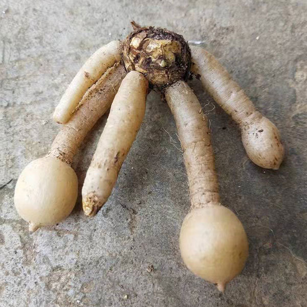 Curcuma alismatifolia bulb for planting