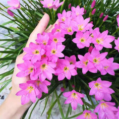 Zephyranthes grandiflora bulb for planting