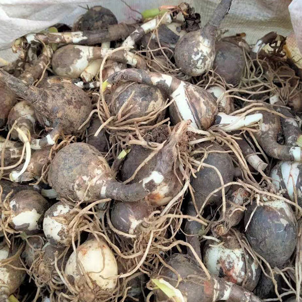 Zephyranthes grandiflora bulb for planting