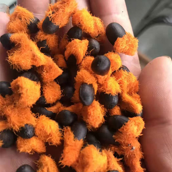 Strelitzia reginae seeds/Strelitzia nicolai seeds