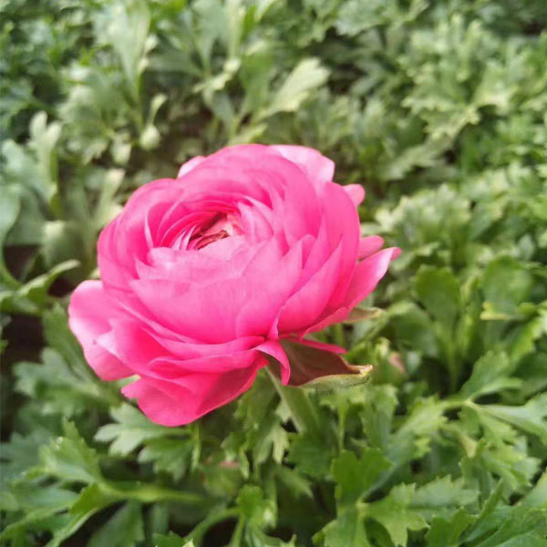 ranunculus asiaticus bulb for planting