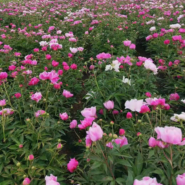 Peony bulb for planting