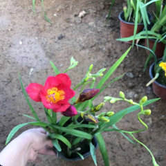 common freesia bulb for planting