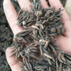 ranunculus asiaticus bulb for planting