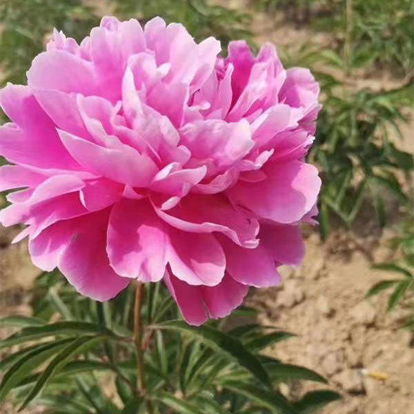 Peony bulb for planting