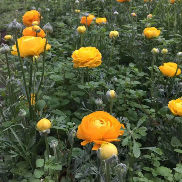 ranunculus asiaticus bulb for planting
