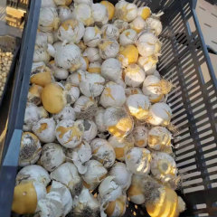 Allium giganteum bulb for planting