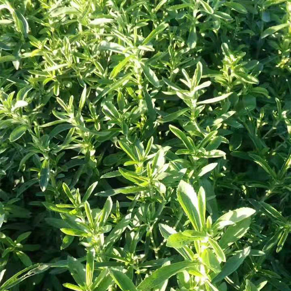 Stevia seeds 1kg