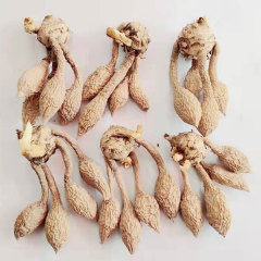 Curcuma alismatifolia bulb for planting