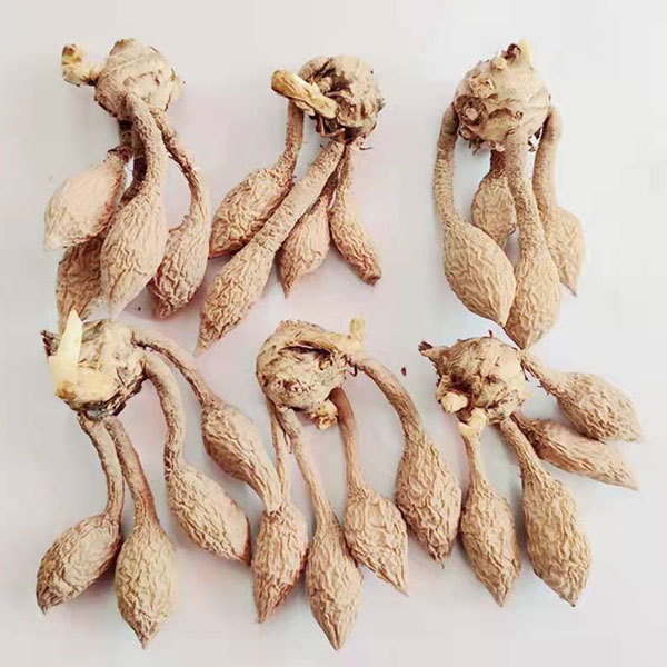 Curcuma alismatifolia bulb for planting