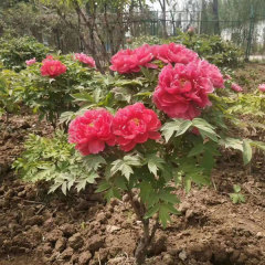Peony bulb for planting