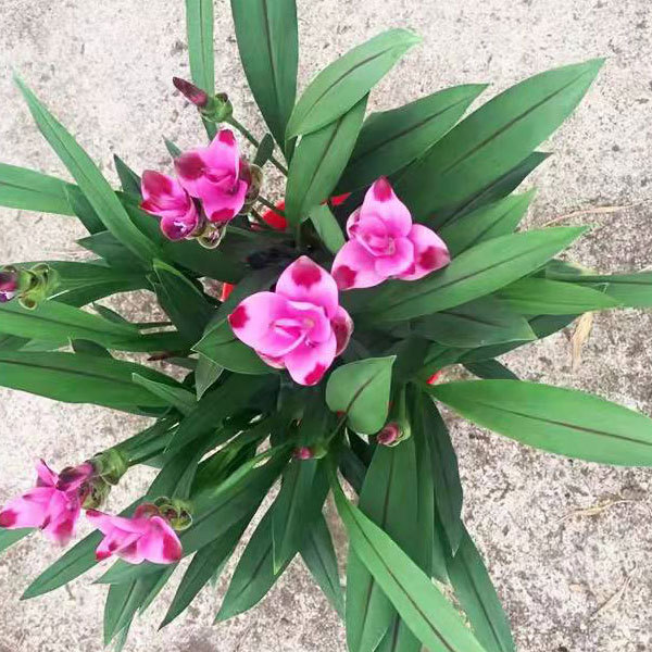 Curcuma alismatifolia bulb for planting