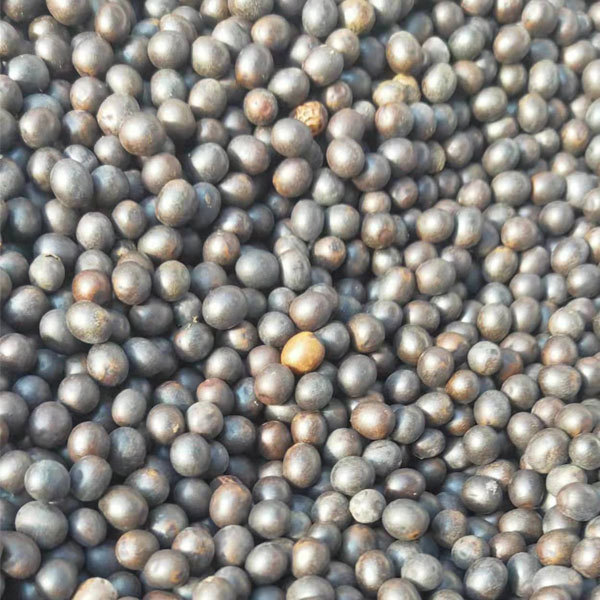 Canna indica seeds 1kg