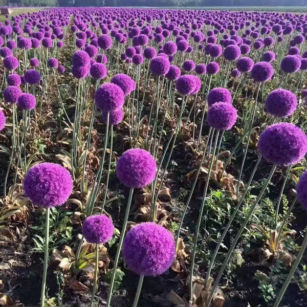 Allium giganteum bulb for planting