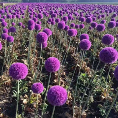 Allium giganteum bulb for planting